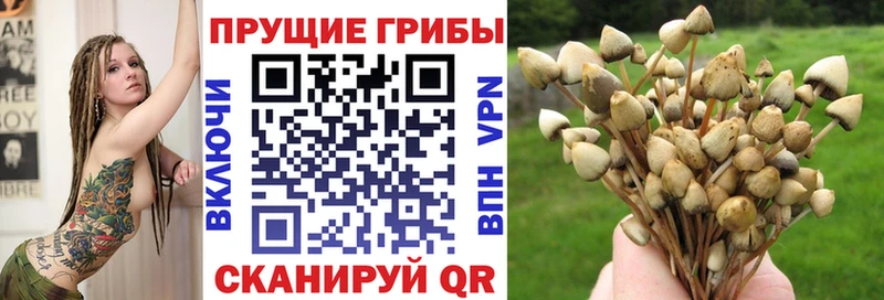 Купить  Старая Купавна  Псилоцибиновые грибы мухоморы 